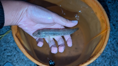 マハゼの釣果