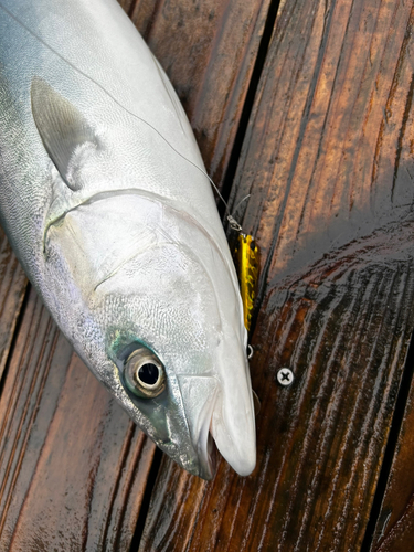 イナダの釣果