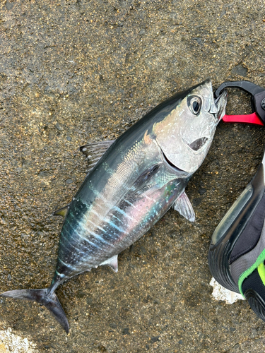 ヨコワの釣果