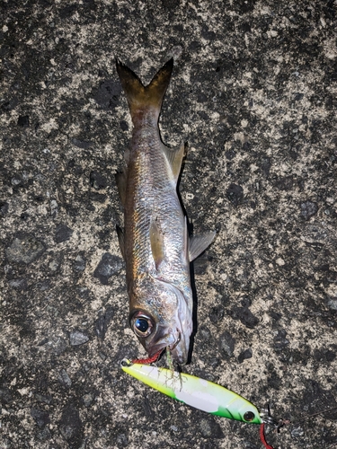 クロムツの釣果