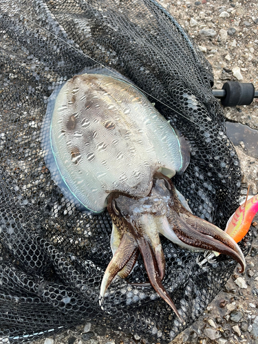 モンゴウイカの釣果