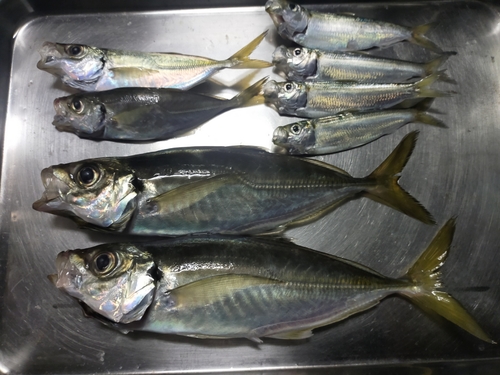 アジの釣果