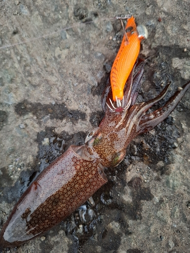 マメイカの釣果