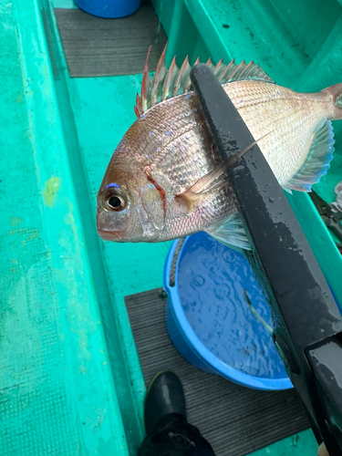 カワハギの釣果