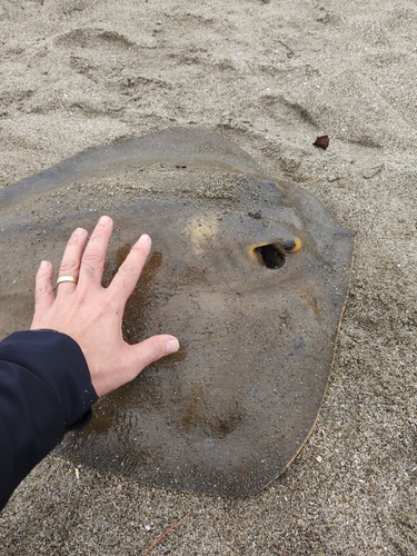 アカエイの釣果