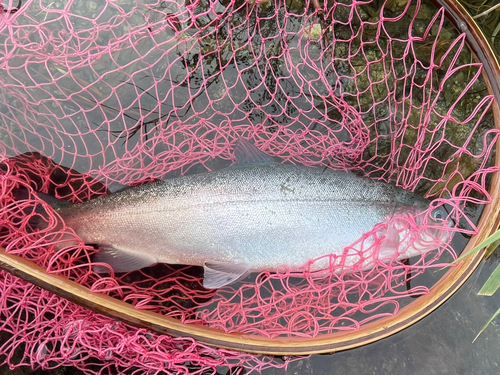 ニジマスの釣果