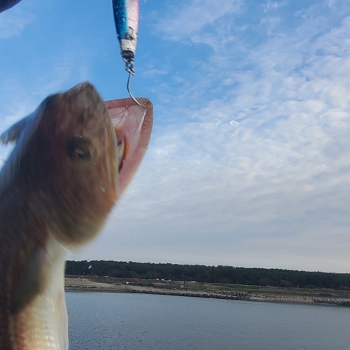 エソの釣果