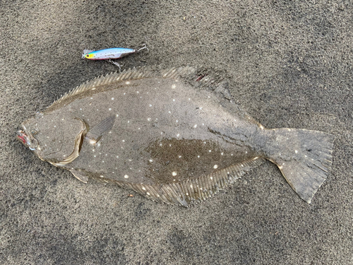 ヒラメの釣果