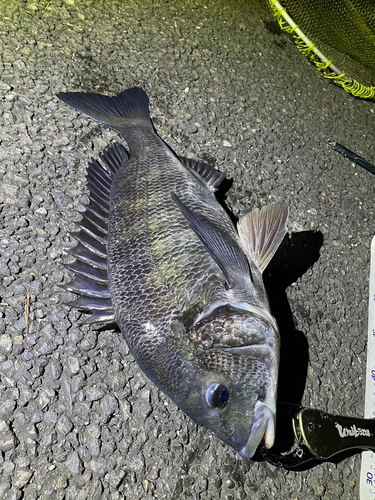 クロダイの釣果