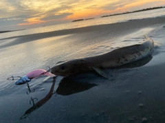 エソの釣果