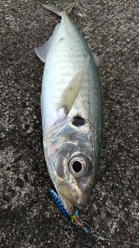 マルアジの釣果