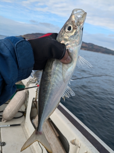 マアジの釣果