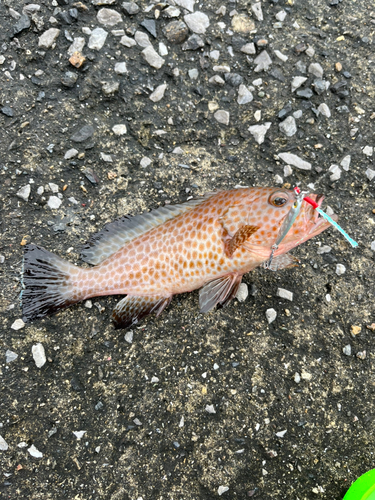 オオモンハタの釣果