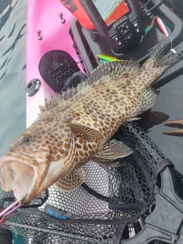 オオモンハタの釣果