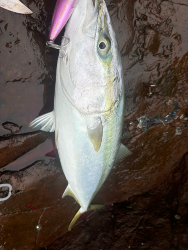 メジロの釣果