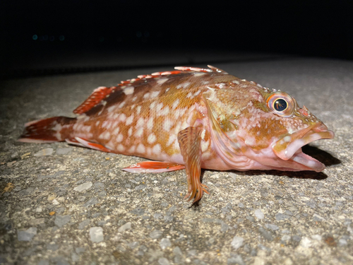 カサゴの釣果