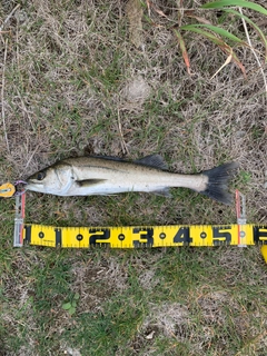 セイゴ（マルスズキ）の釣果