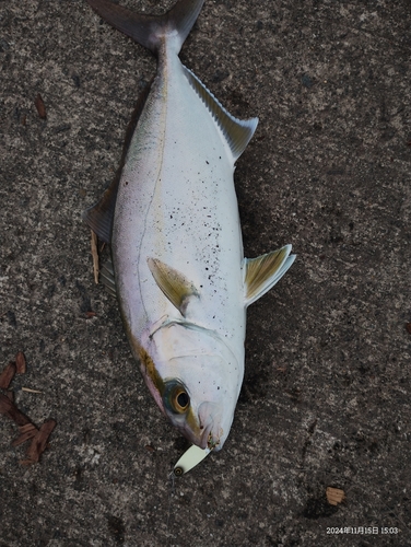 ネリゴの釣果