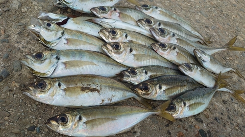 アジの釣果