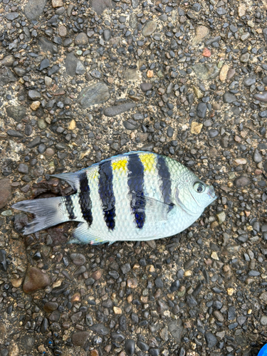 オヤビッチャの釣果