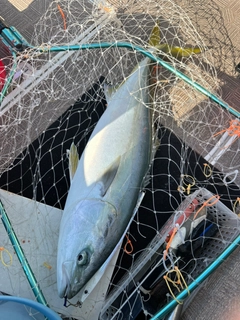 メジロの釣果