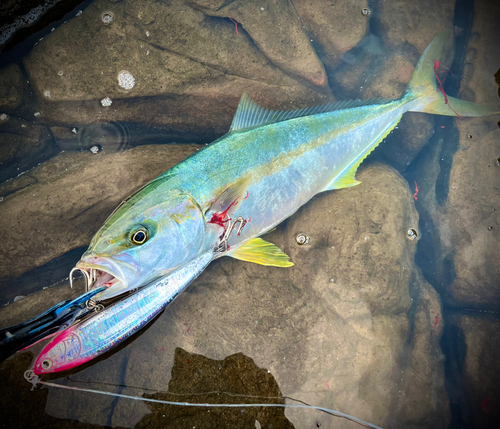 ヒラマサの釣果