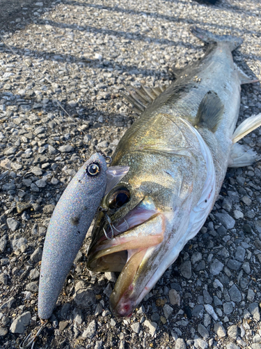 スズキの釣果