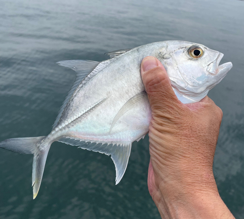 メッキの釣果