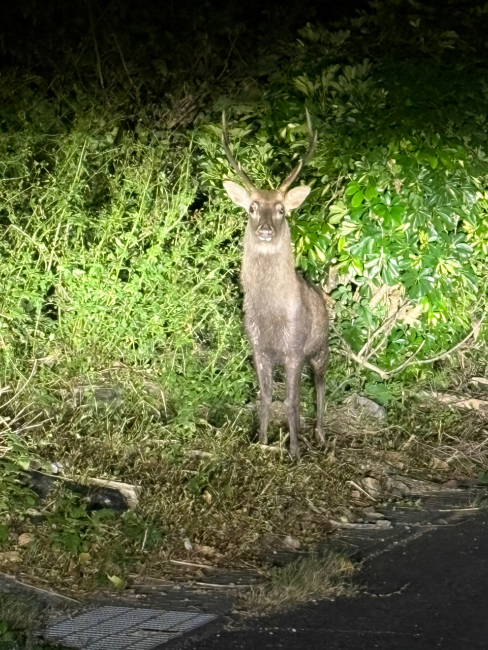 アオリイカ