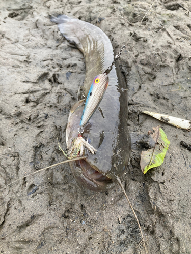 ナマズの釣果