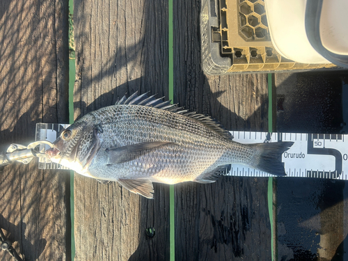 チヌの釣果