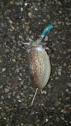 シリヤケイカの釣果