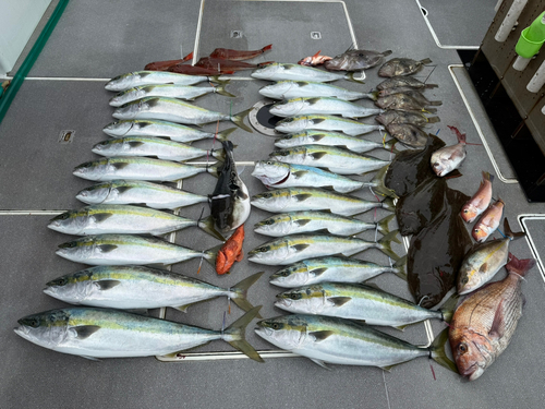 ワラサの釣果