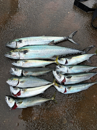 イワシの釣果