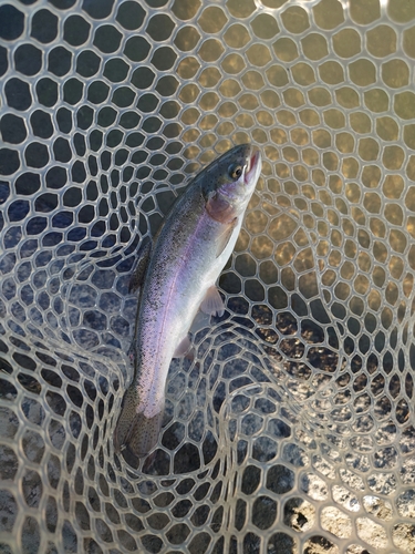 ニジマスの釣果