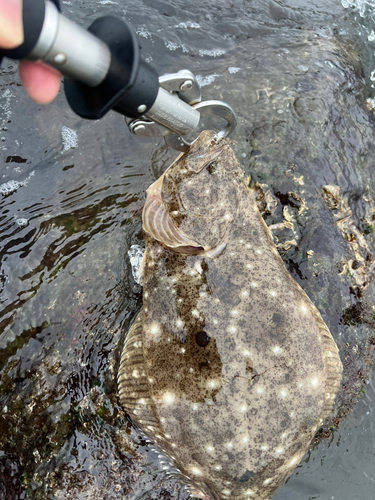 ヒラメの釣果