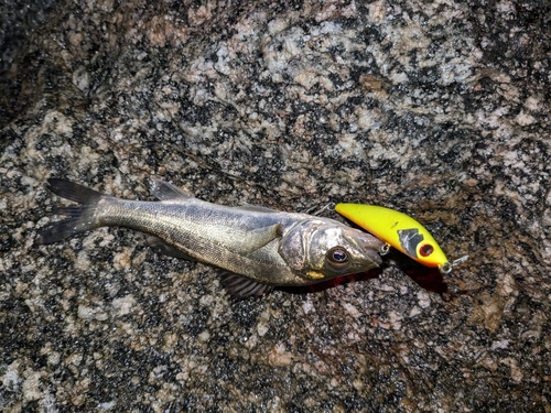 セイゴ（マルスズキ）の釣果