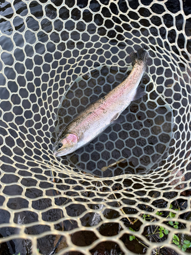 ニジマスの釣果