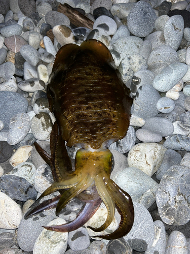 片浜海岸