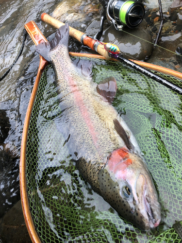 ニジマスの釣果