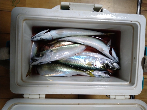 サバの釣果