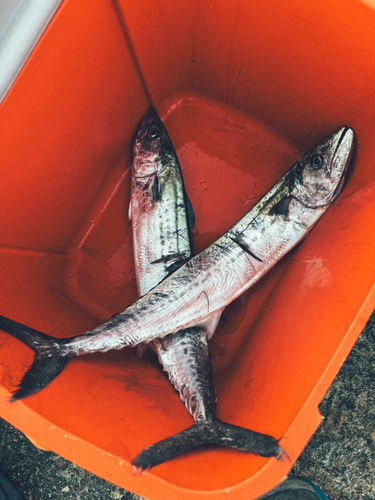 サゴシの釣果