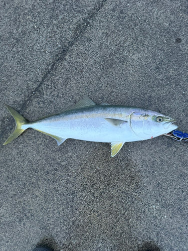 ワラサの釣果