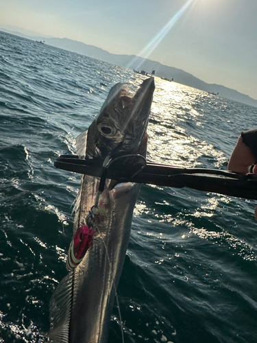 タチウオの釣果