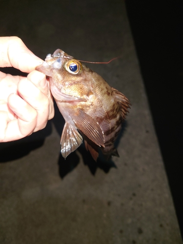 メバルの釣果