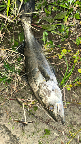 スズキの釣果