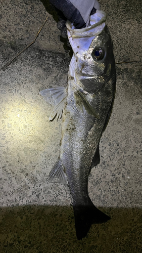 スズキの釣果