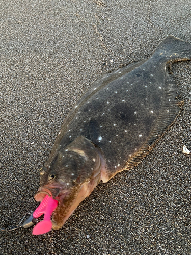 ヒラメの釣果