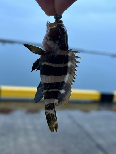 アオハタの釣果