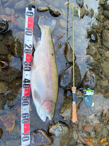 ニジマスの釣果